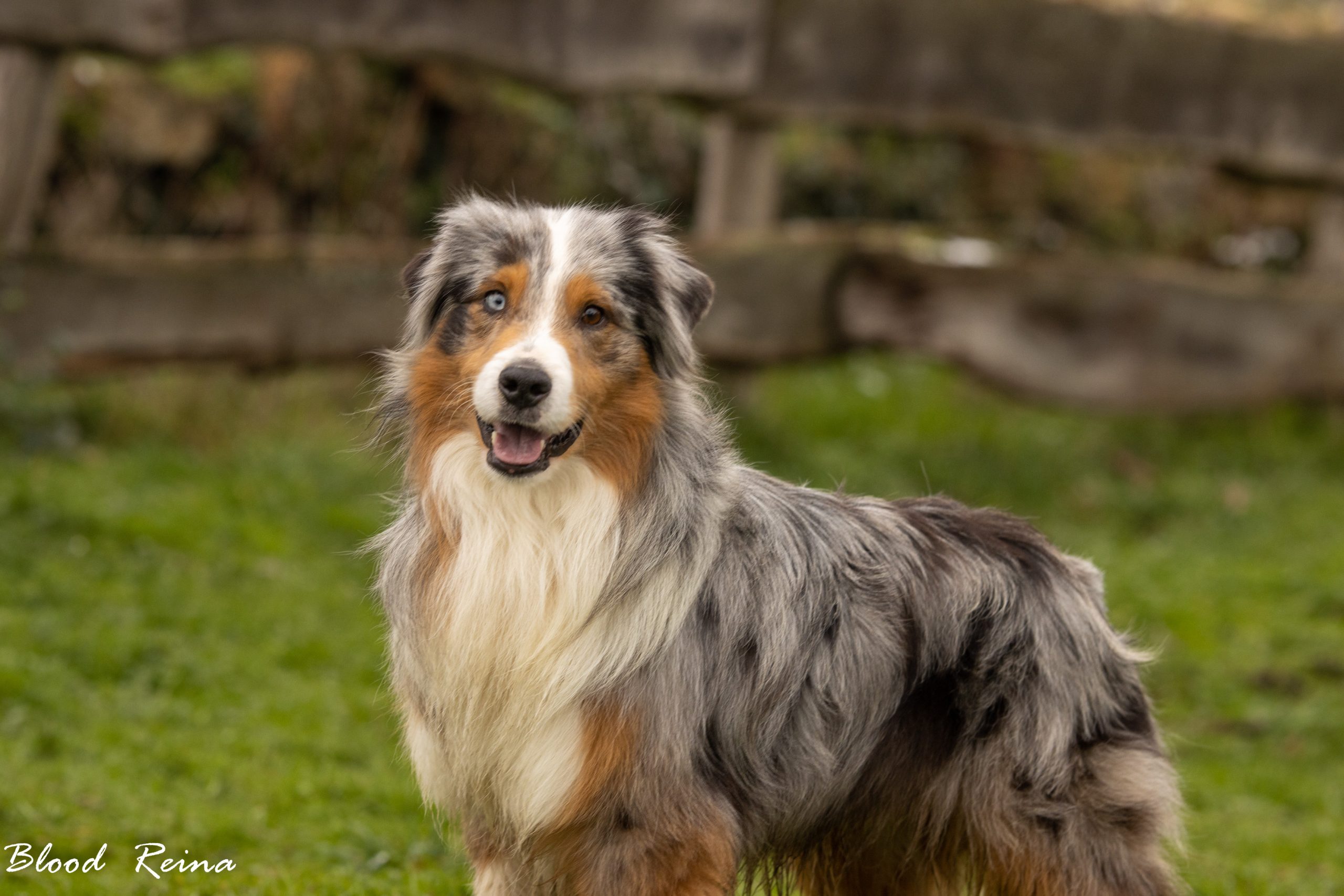 Colton (Abingtons Blodreina Far West) — BAM Bloodreina