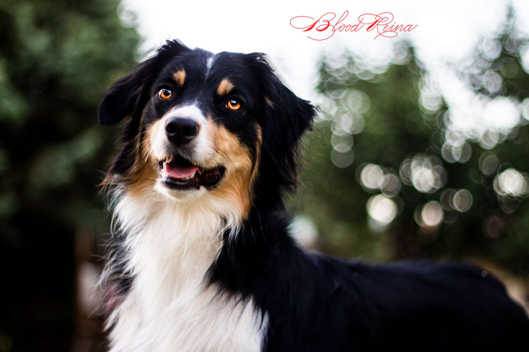 DIANA (ABINGTONS DIANA 1) — BAM Bloodreina