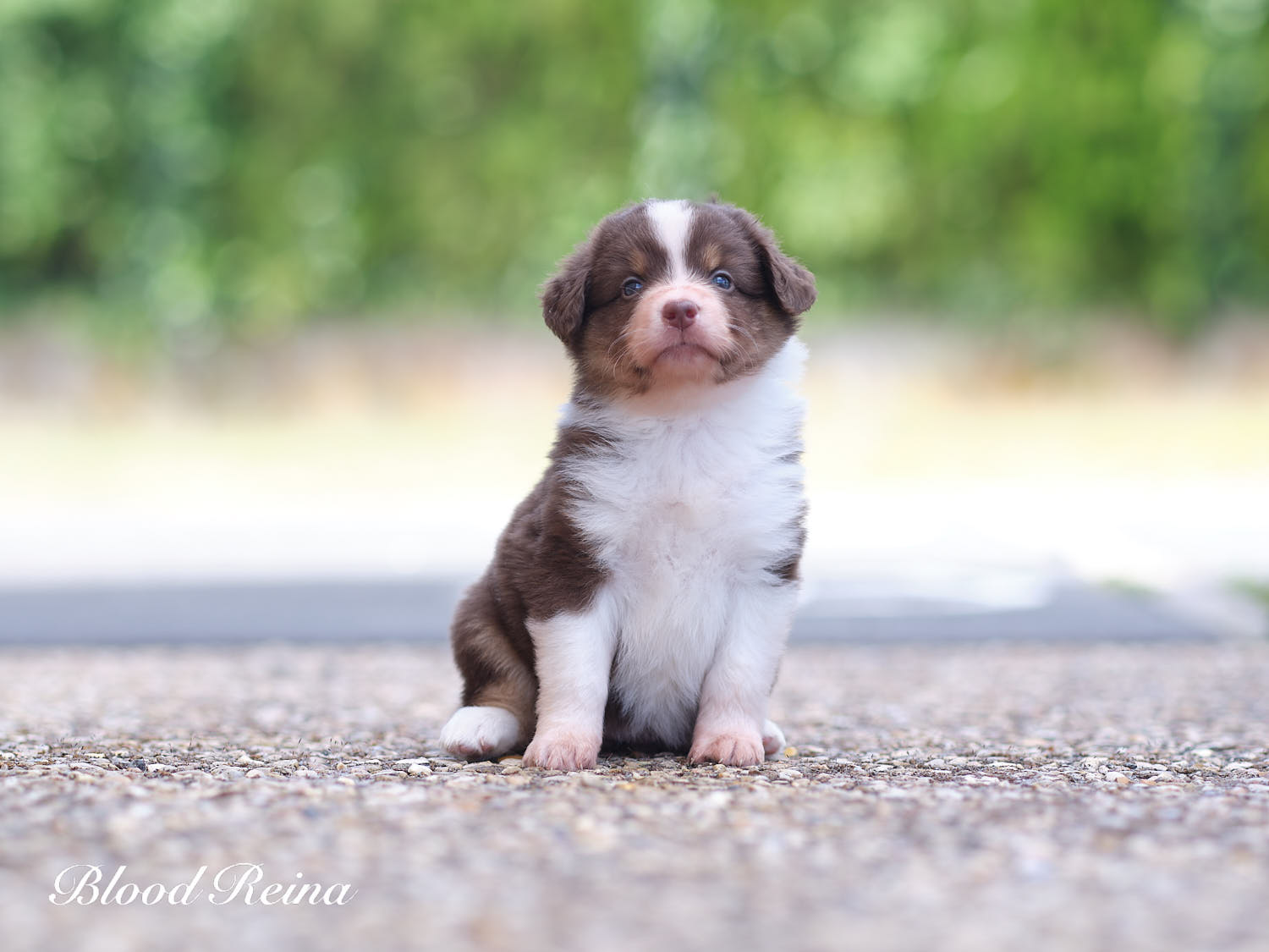 Brownie, chiot Berger Américain Miniature