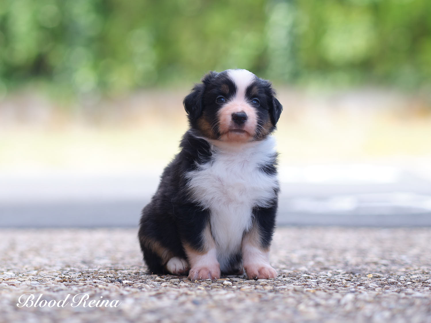 Bounty, chiot Berger Américain Miniature