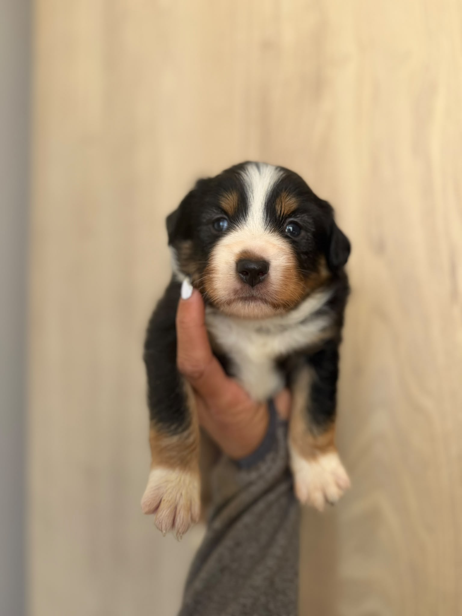 Alpha, chiot Berger Américain Miniature disponible