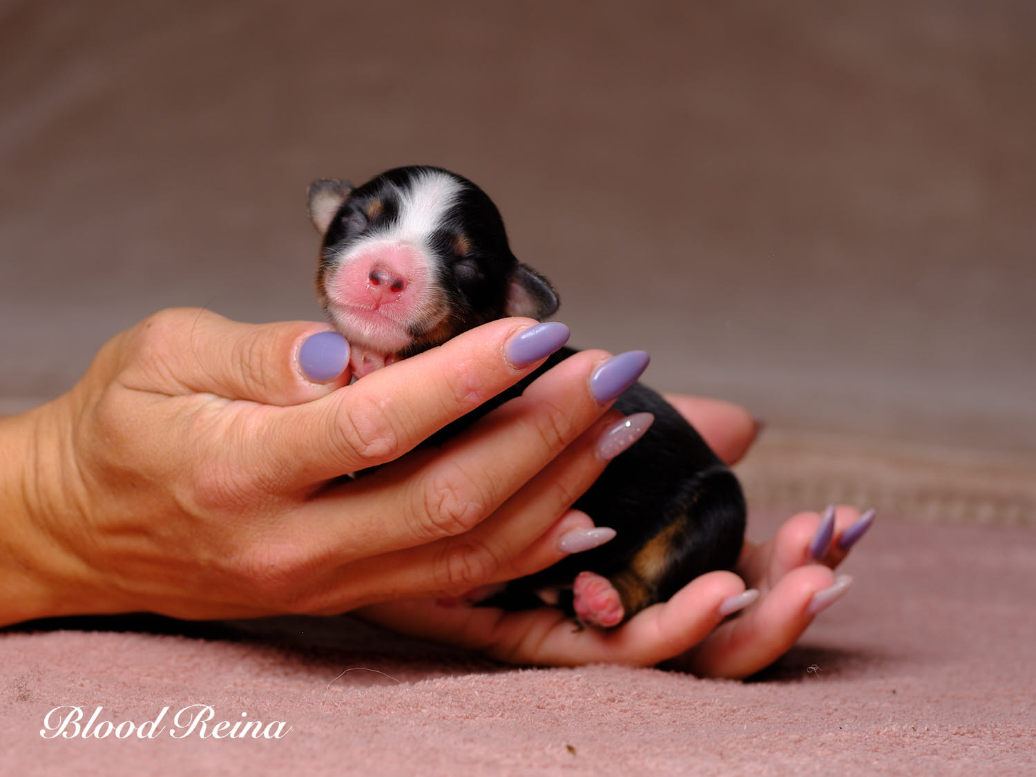 Chiot Berger Américain Miniature Bloodreina - photo 2