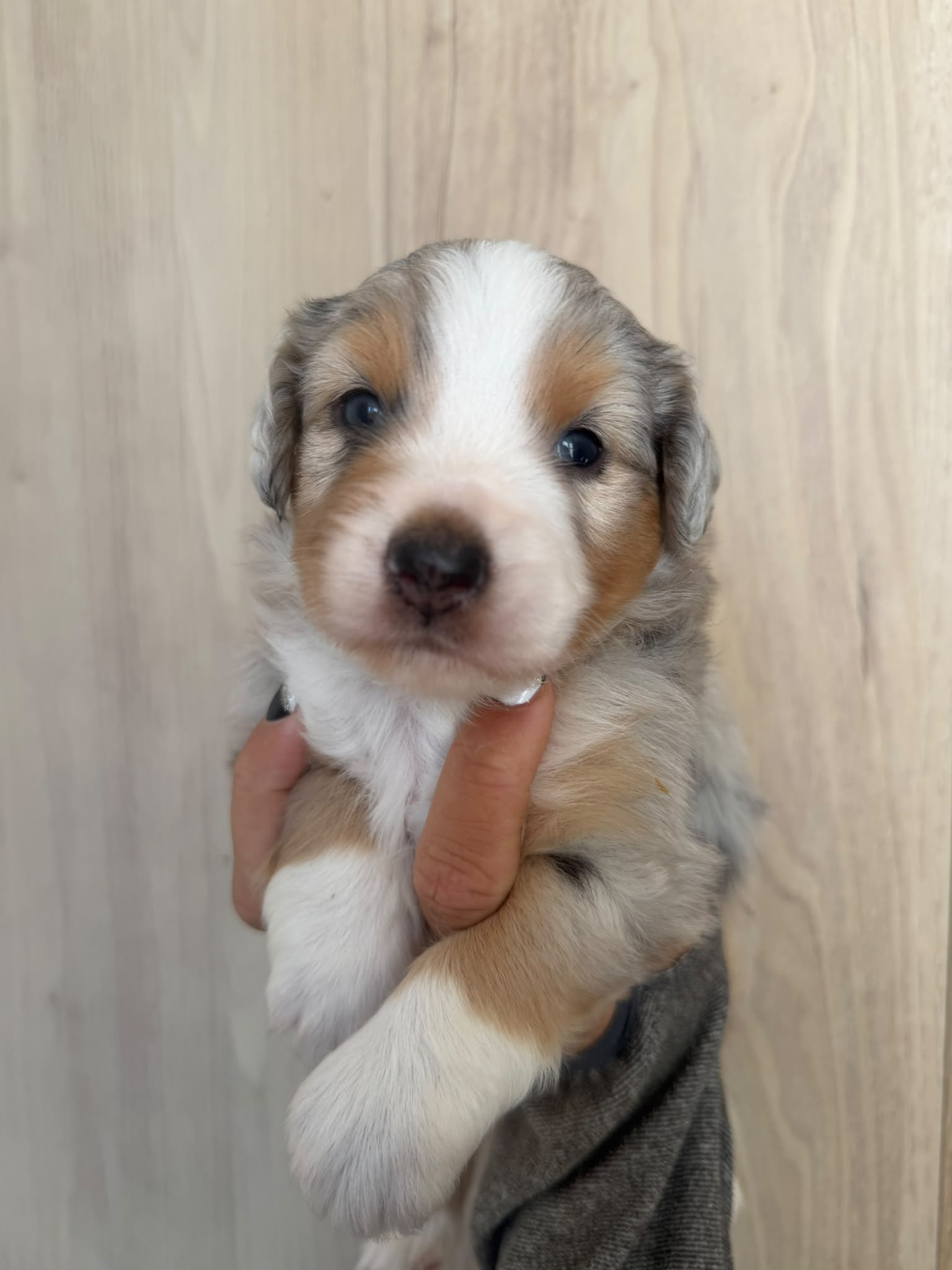 Beta, chiot Berger Américain Miniature disponible