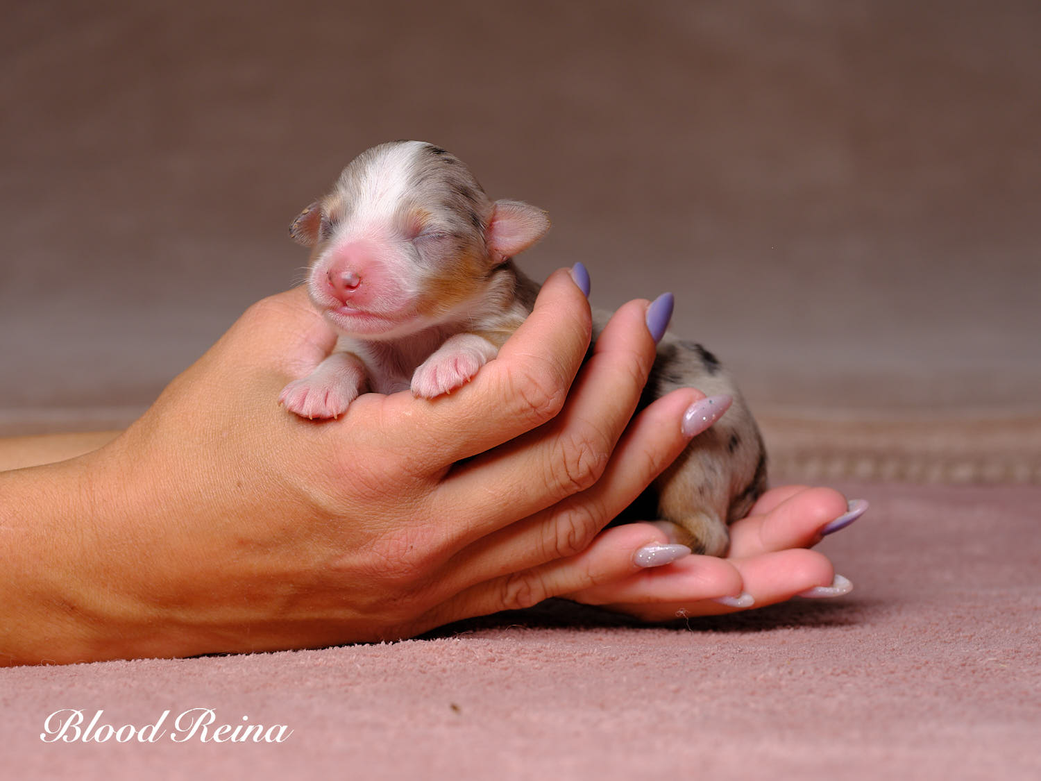 Chiot Berger Américain Miniature Bloodreina - photo 6