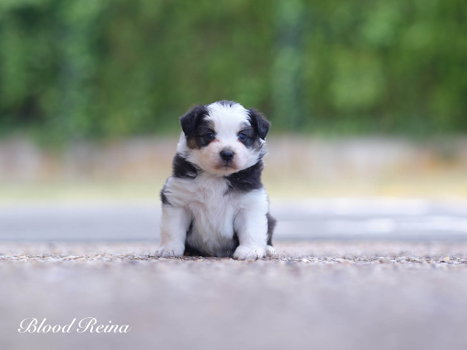 Chiot Berger Américain Miniature Bloodreina - photo 18
