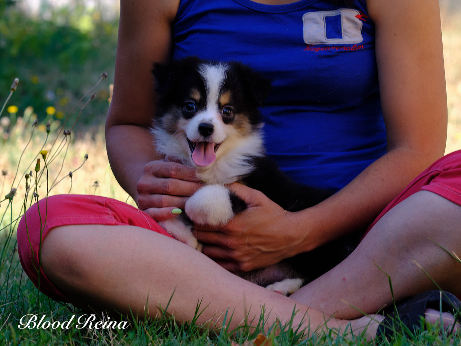 Chiot Berger Américain Miniature Bloodreina - photo 3