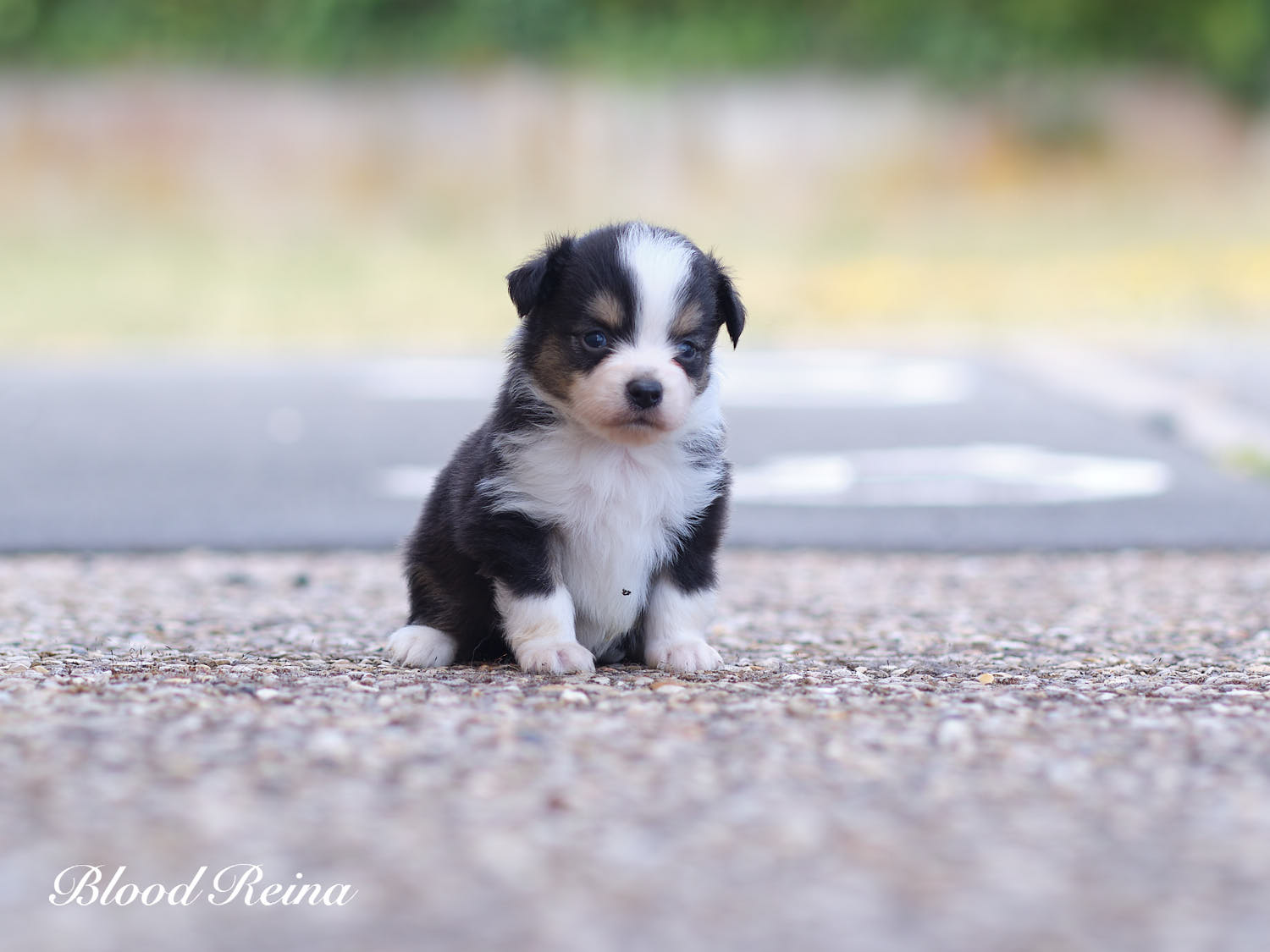 Chiot Berger Américain Miniature Bloodreina - photo 4