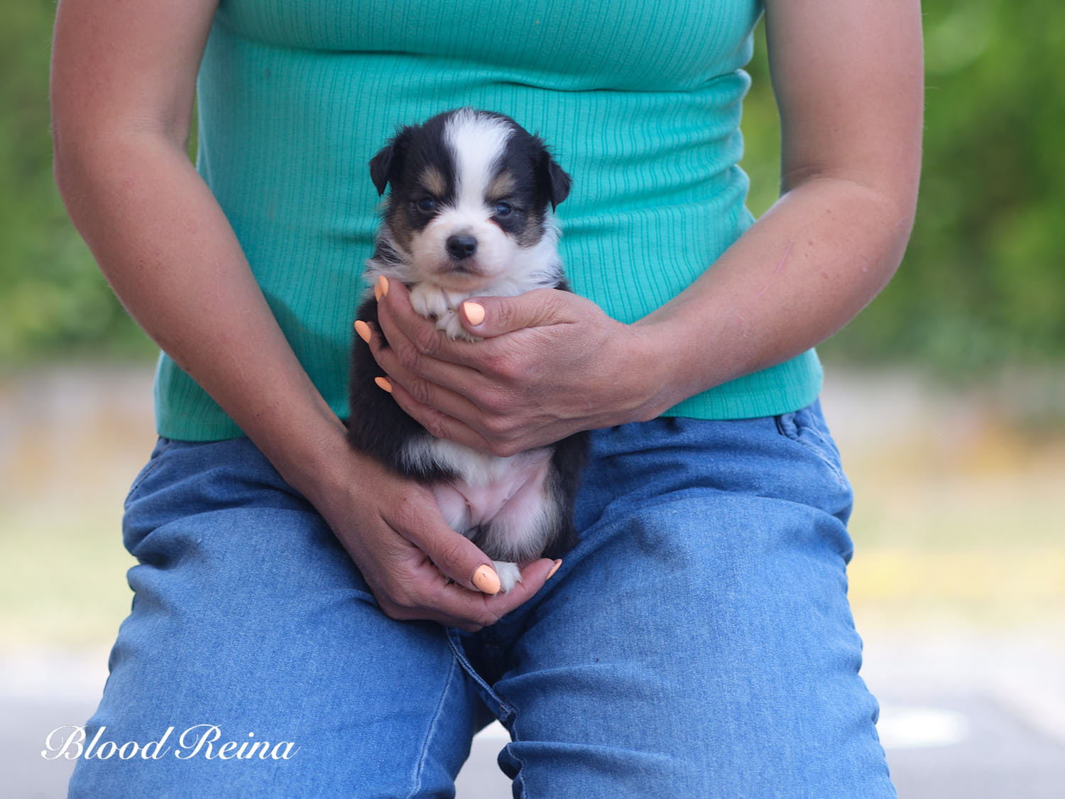 Chiot Berger Américain Miniature Bloodreina - photo 6