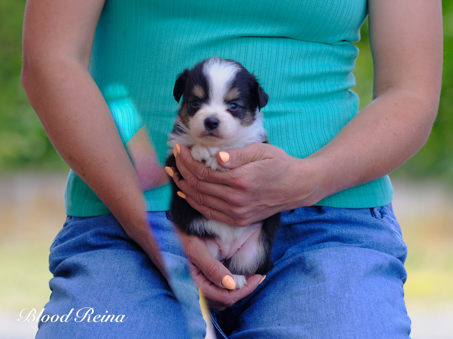 Chiot Berger Américain Miniature Bloodreina - photo 7