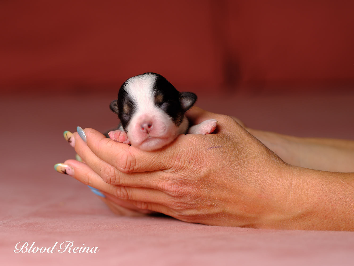 Chiot Berger Américain Miniature Bloodreina - photo 8