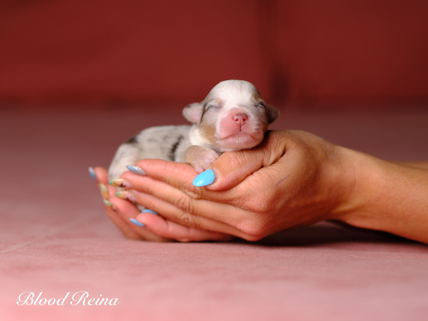 Chiot Berger Américain Miniature Bloodreina - photo 15