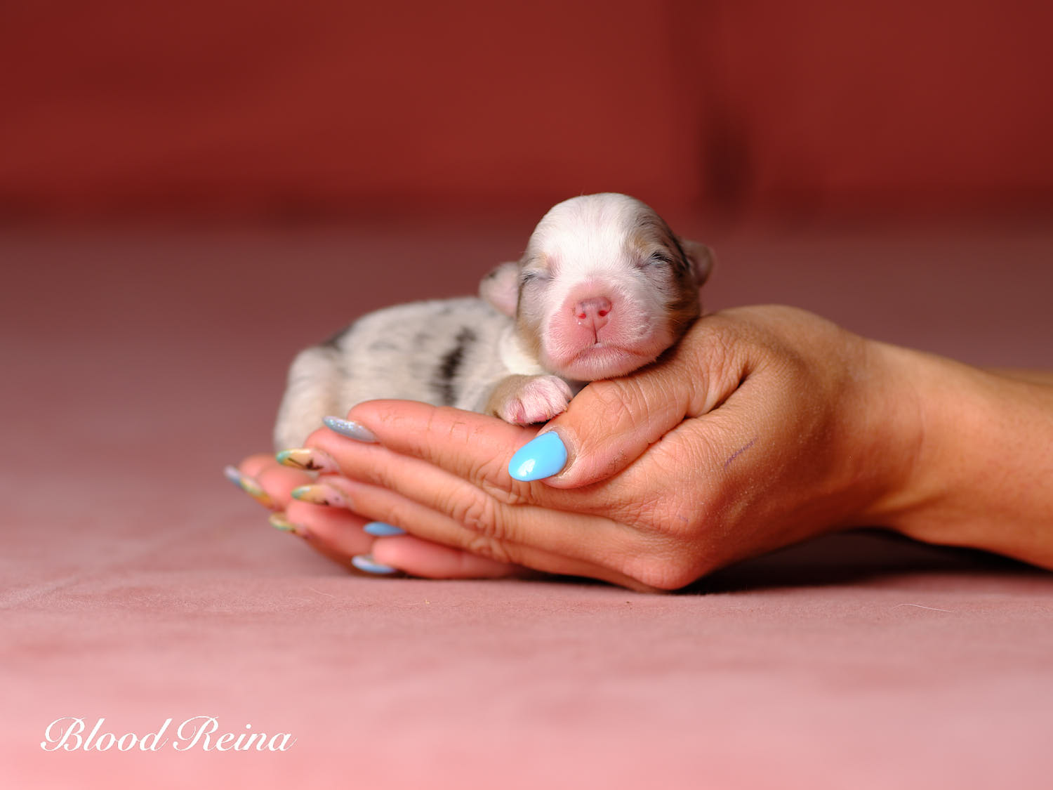 Chiot Berger Américain Miniature Bloodreina - photo 16