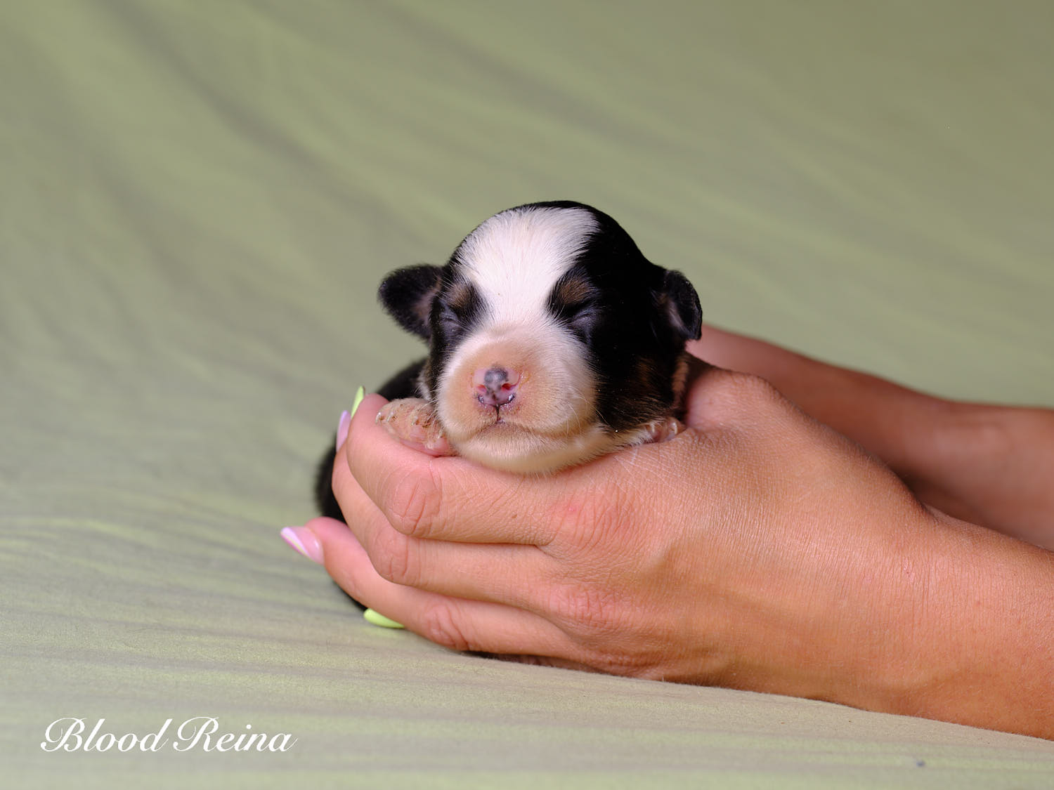 Photo chiot - portée JAZZ X COLTON (2026) - Berger Américain Miniature
