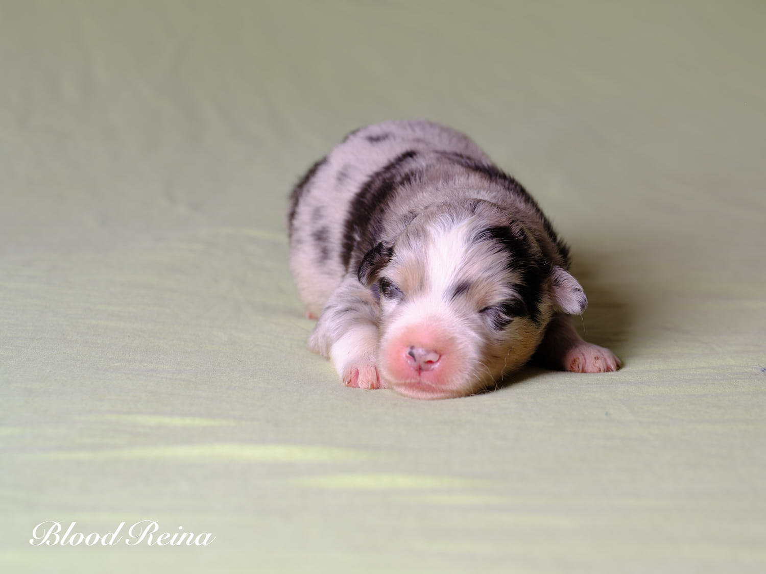 Kirby, chiot Berger Américain Miniature