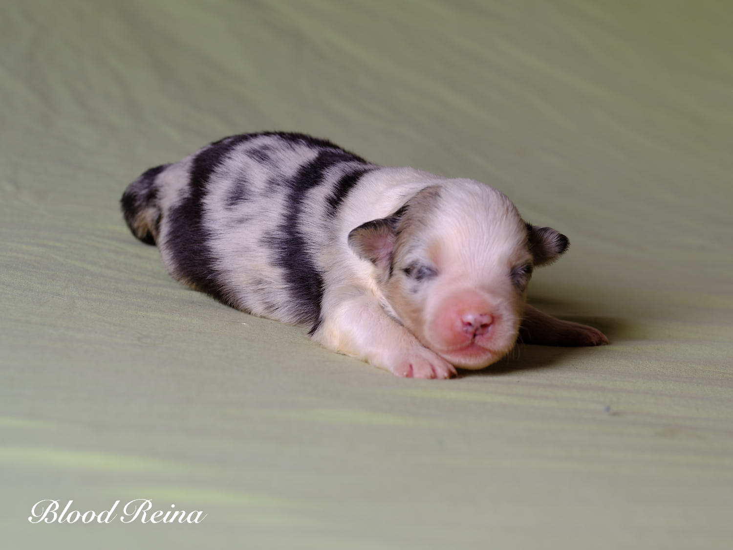 Link, chiot Berger Américain Miniature
