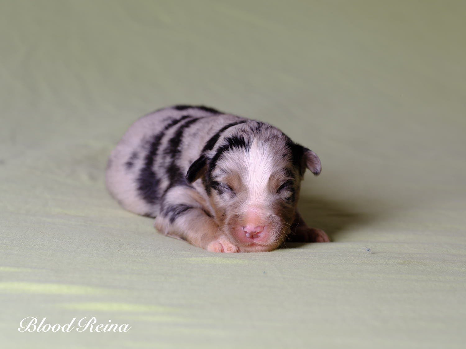 Craft, chiot Berger Américain Miniature