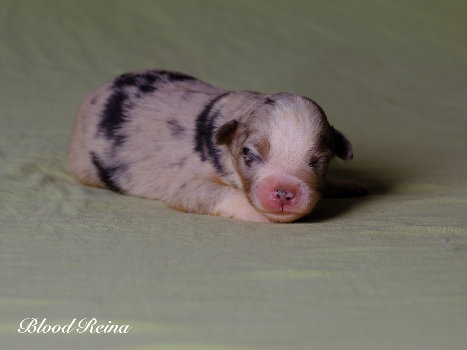 Pacman, chiot Berger Américain Miniature