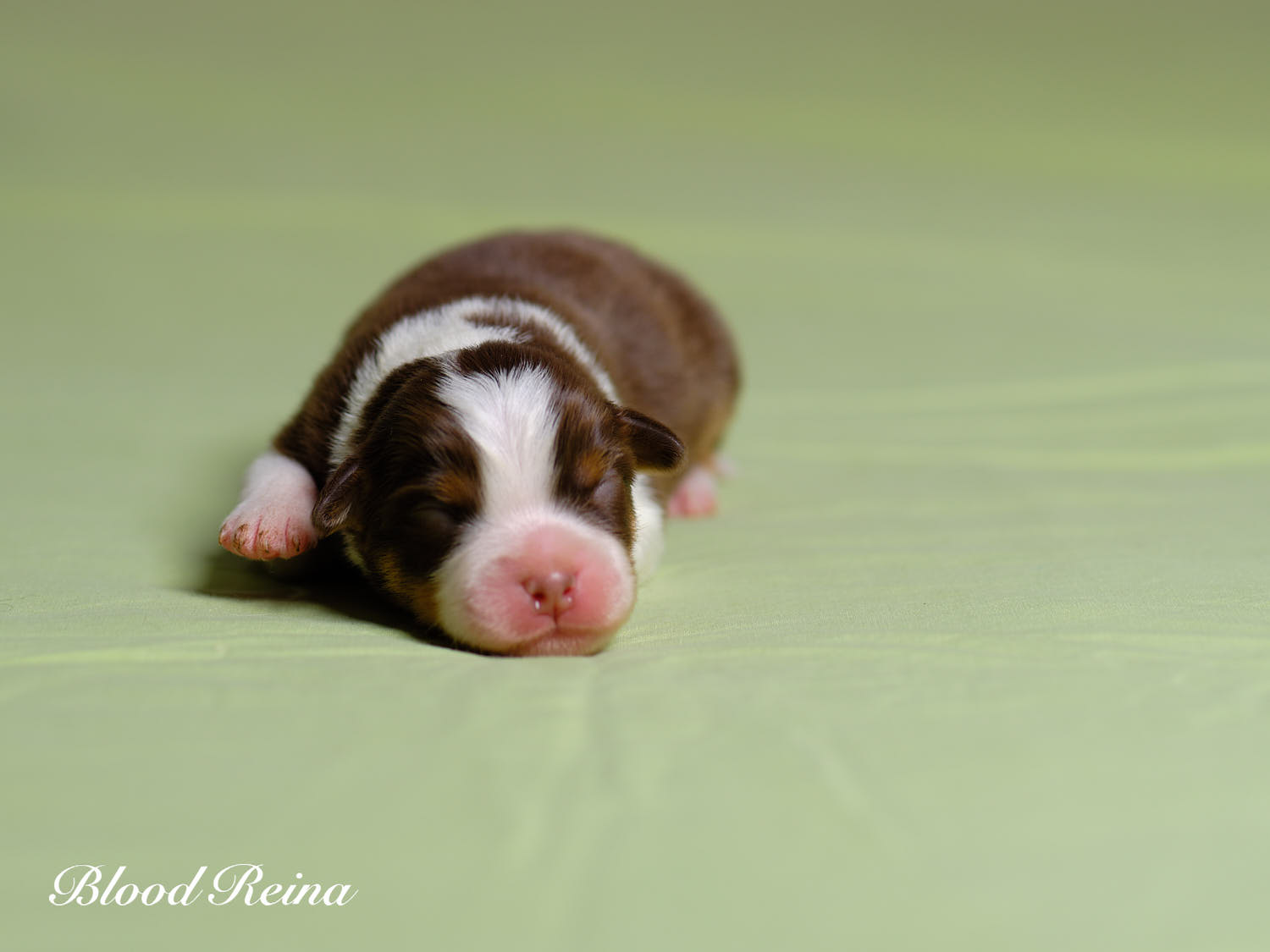 Photo chiot - portée RISE X MISTER GREY (2026) - Berger Américain Miniature