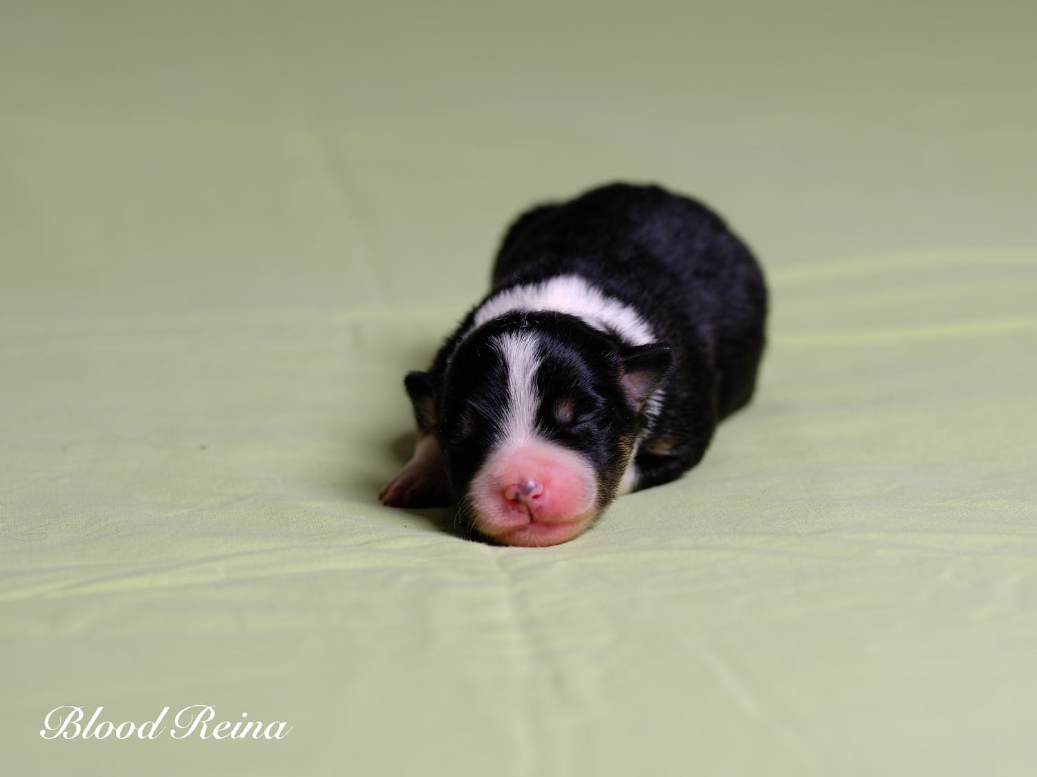 Boussole, chiot Berger Américain Miniature