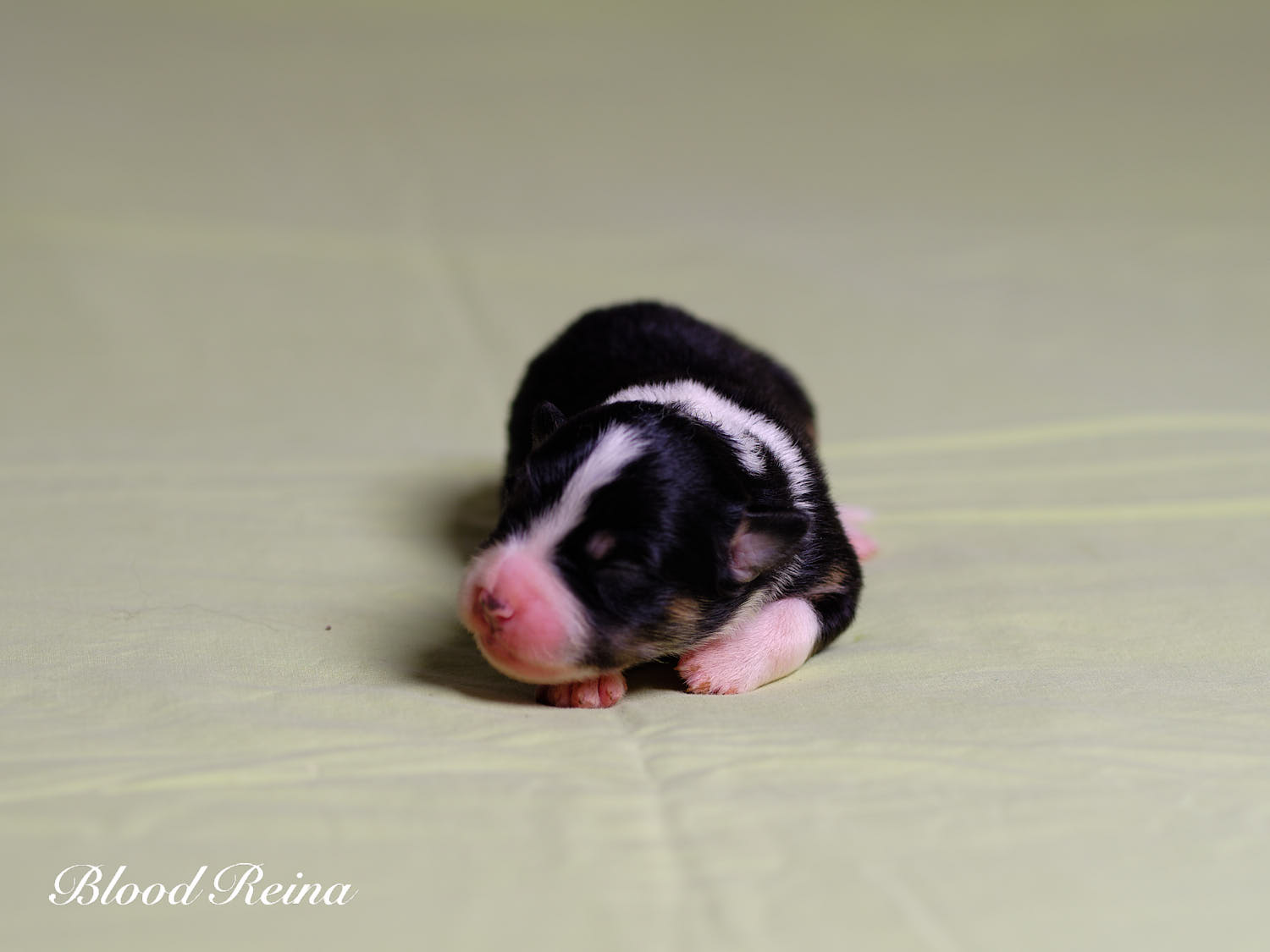 Chiot Berger Américain Miniature Bloodreina - photo 6
