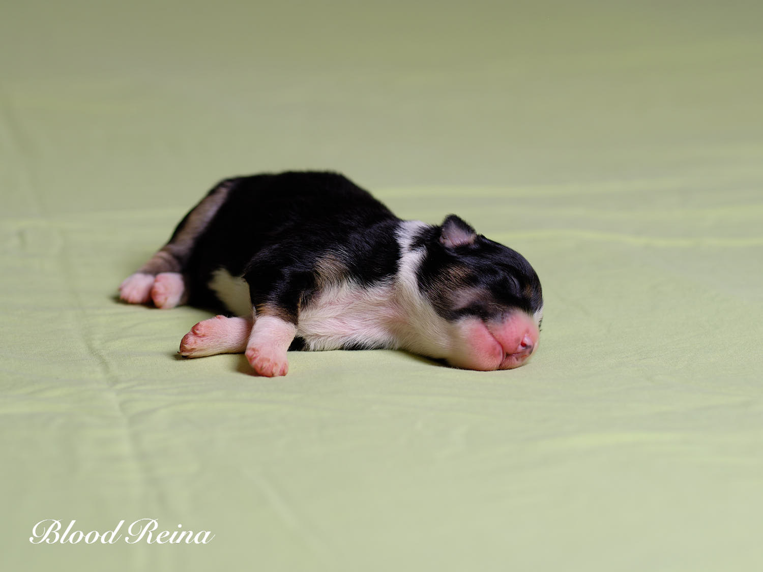 Chiot Berger Américain Miniature Bloodreina - photo 7