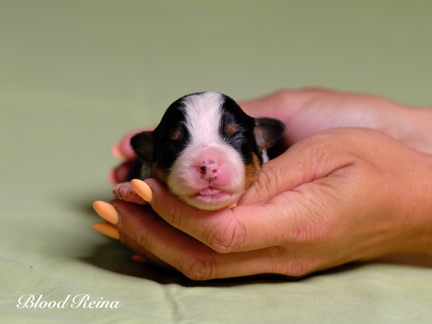 Buffy, chiot Berger Américain Miniature