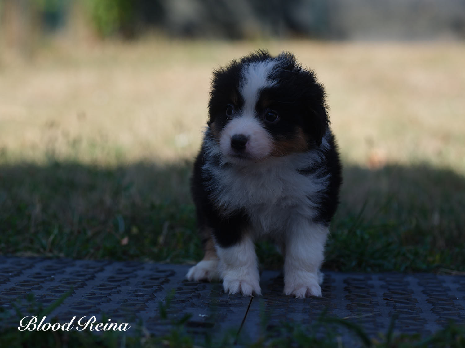 Buffy, chiot Berger Américain Miniature