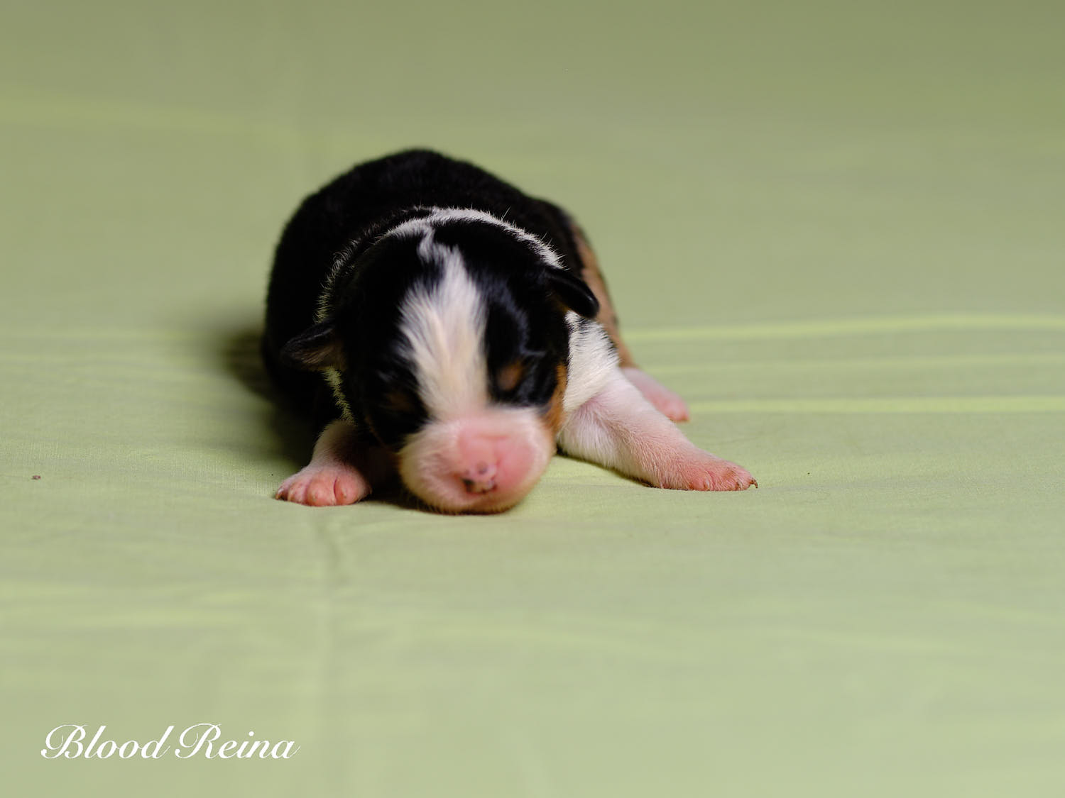 Chiot Berger Américain Miniature Bloodreina - photo 10