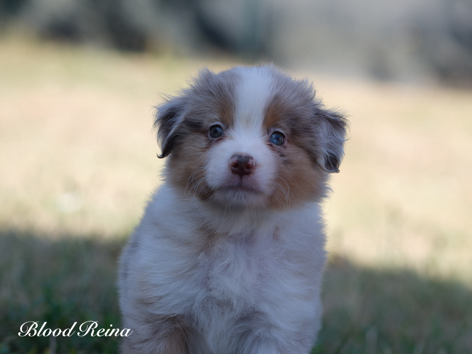Bagou, chiot Berger Américain Miniature disponible