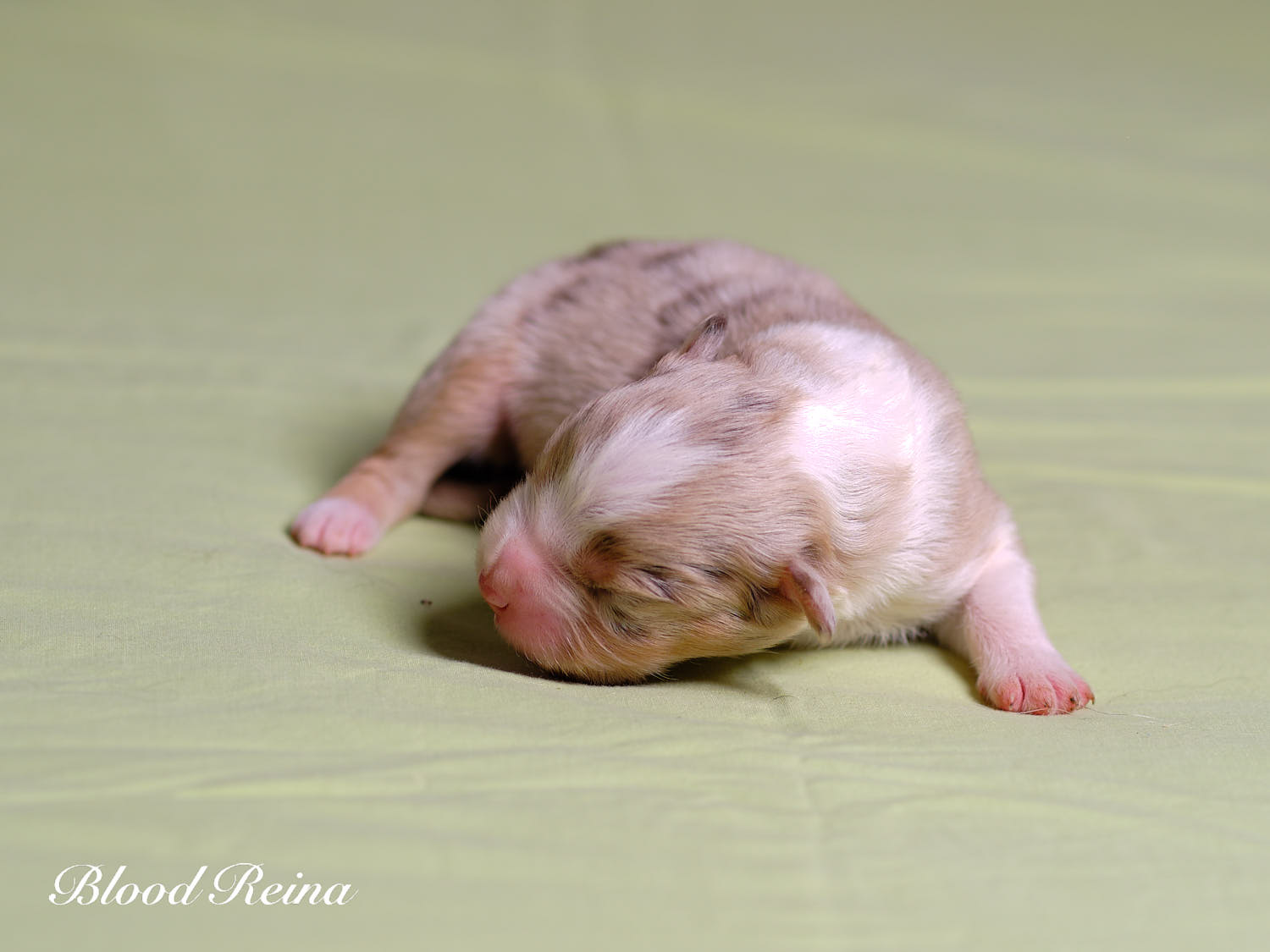 Chiot Berger Américain Miniature Bloodreina - photo 12