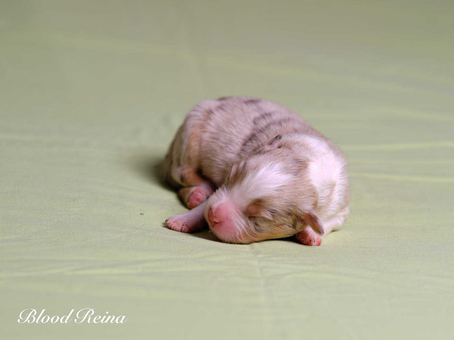 Chiot Berger Américain Miniature Bloodreina - photo 13