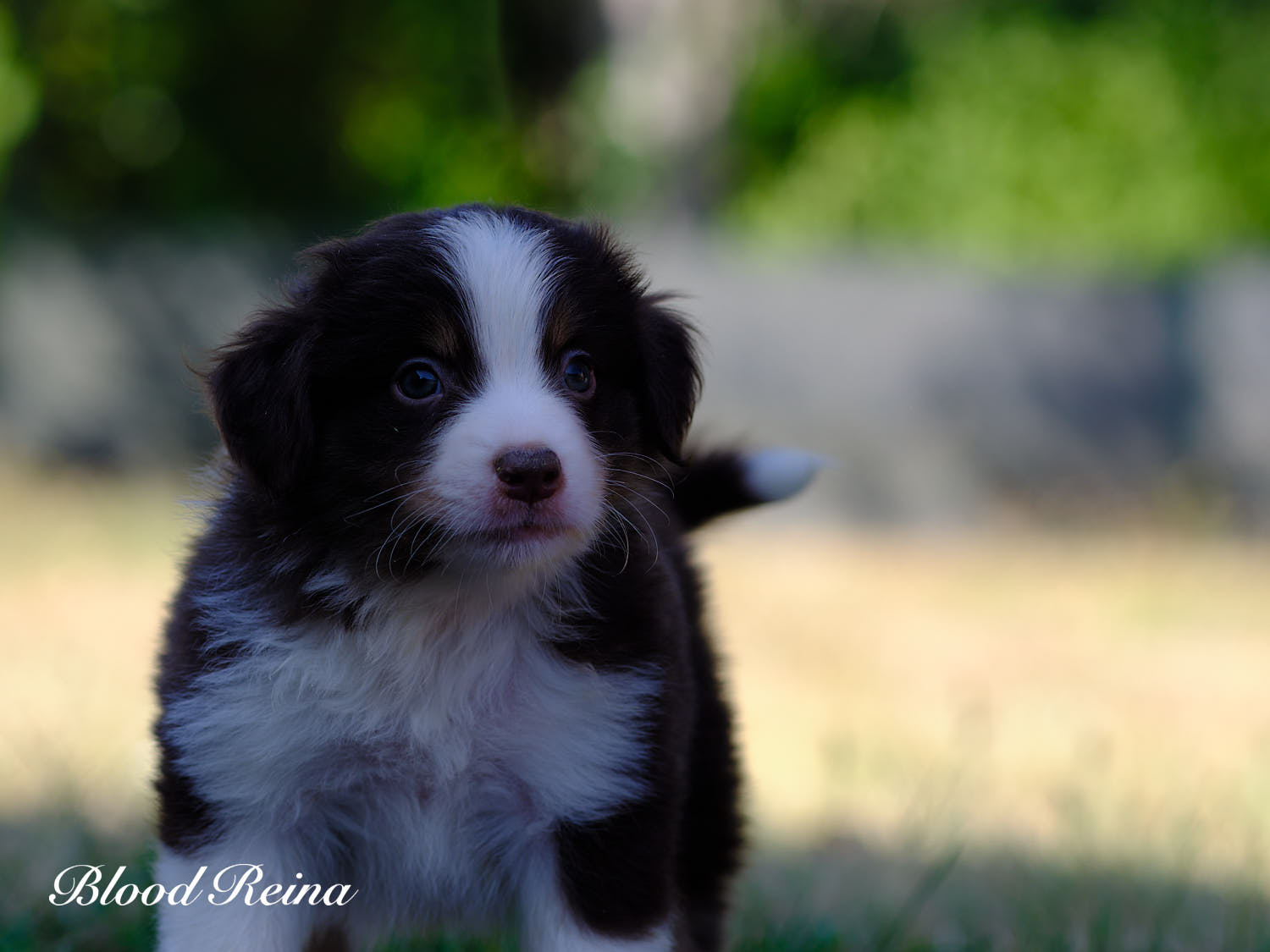 Boston, chiot Berger Américain Miniature