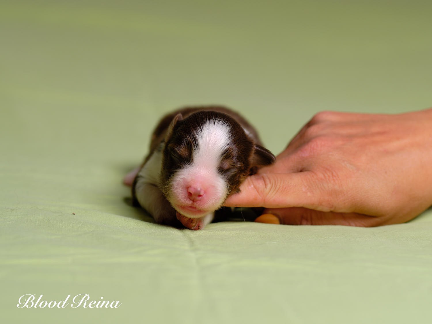 Boucan, chiot Berger Américain Miniature