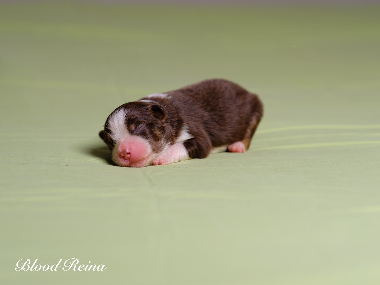 Chiot Berger Américain Miniature Bloodreina - photo 15