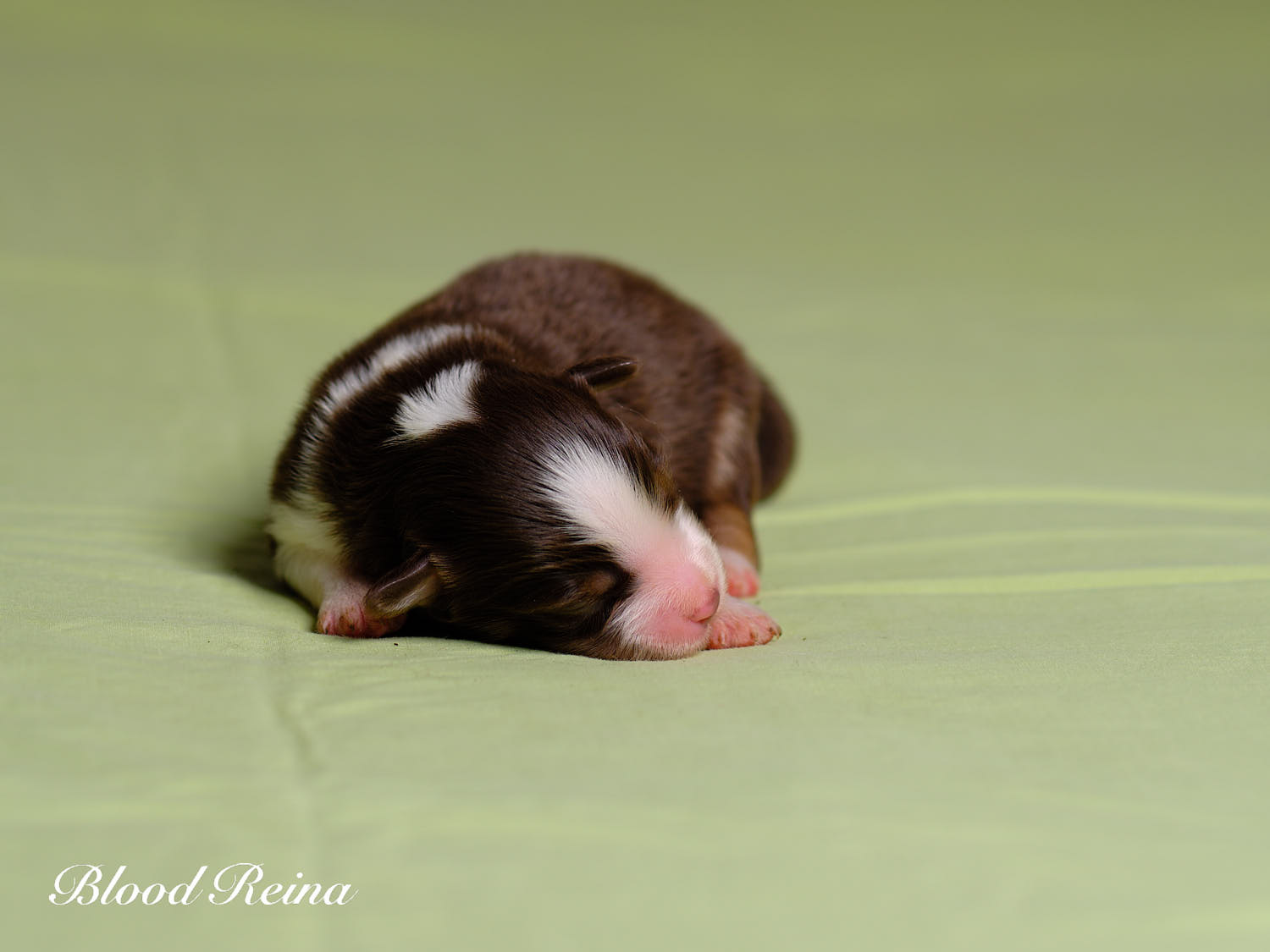 Chiot Berger Américain Miniature Bloodreina - photo 16