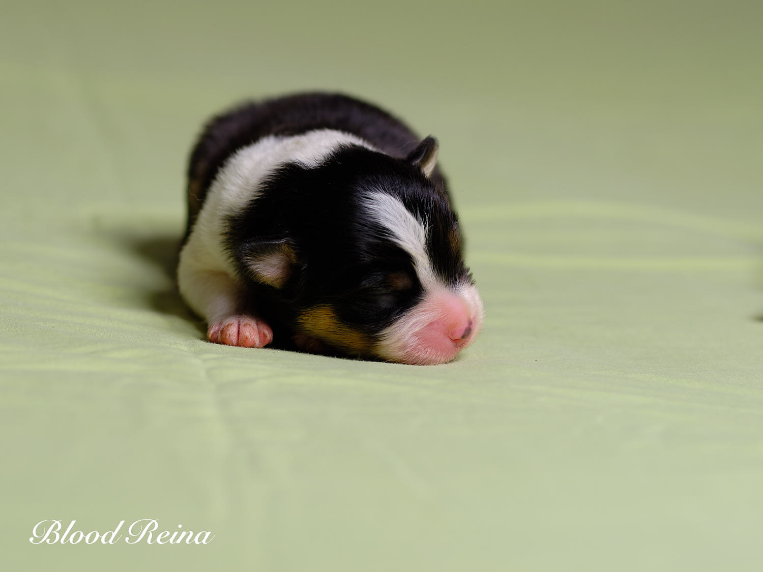 Boss, chiot Berger Américain Miniature