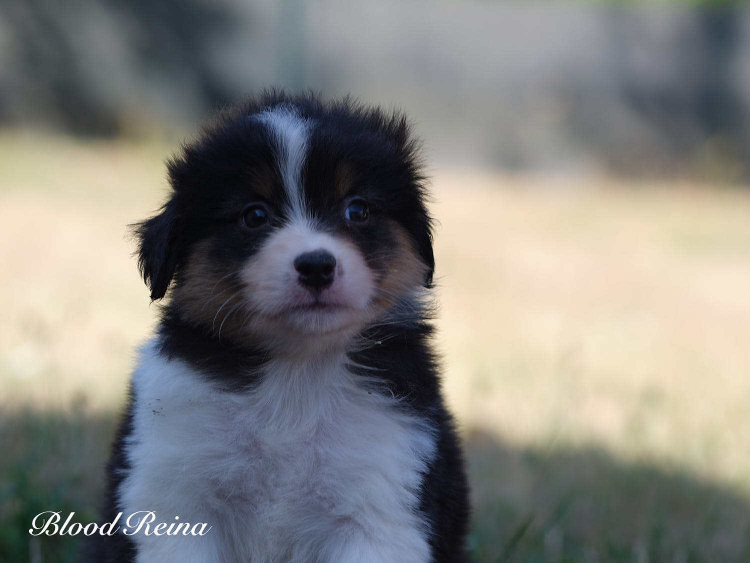 Boss, chiot Berger Américain Miniature