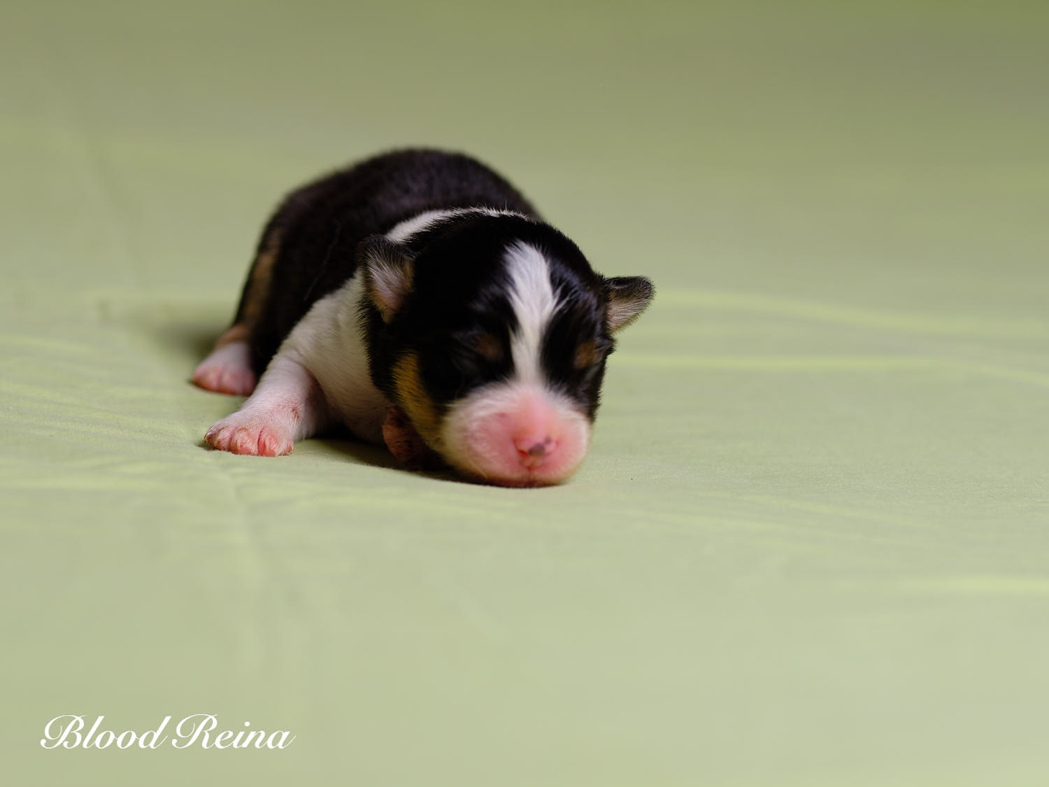 Chiot Berger Américain Miniature Bloodreina - photo 18