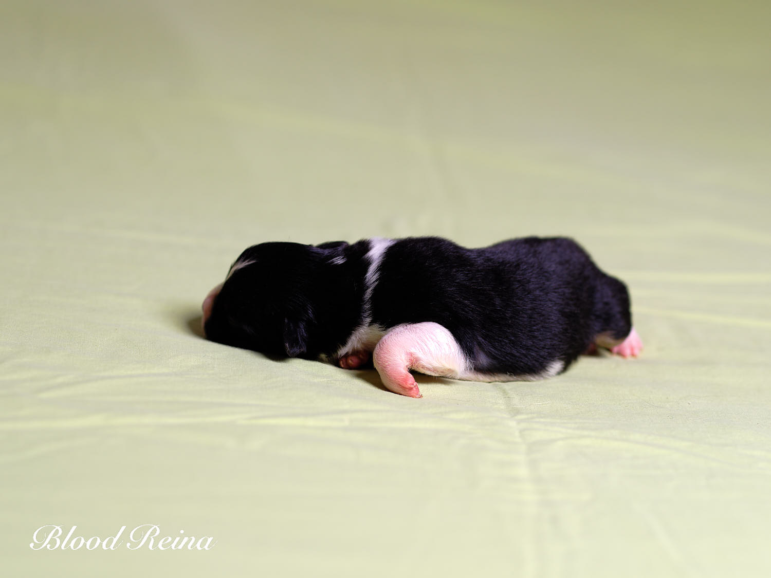 Chiot Berger Américain Miniature Bloodreina - photo 2