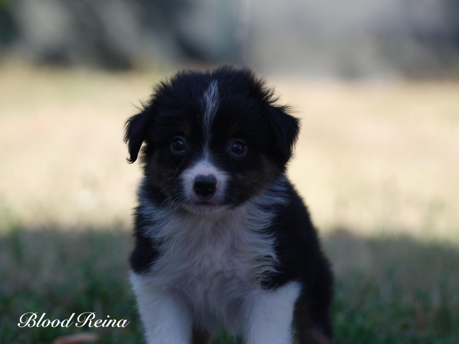 Manuïa, chiot Berger Américain Miniature