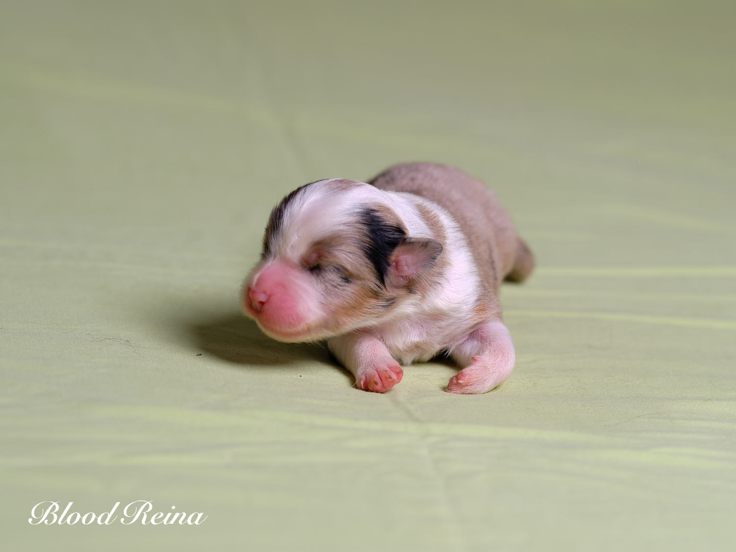 Bling Bling, chiot Berger Américain Miniature