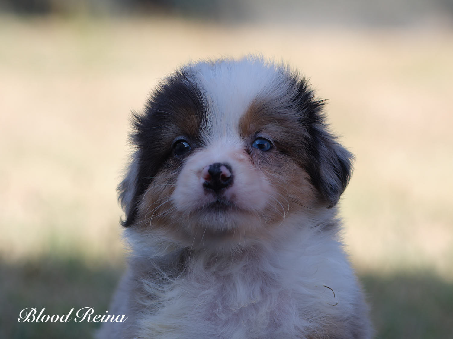 Blue, chiot Berger Américain Miniature