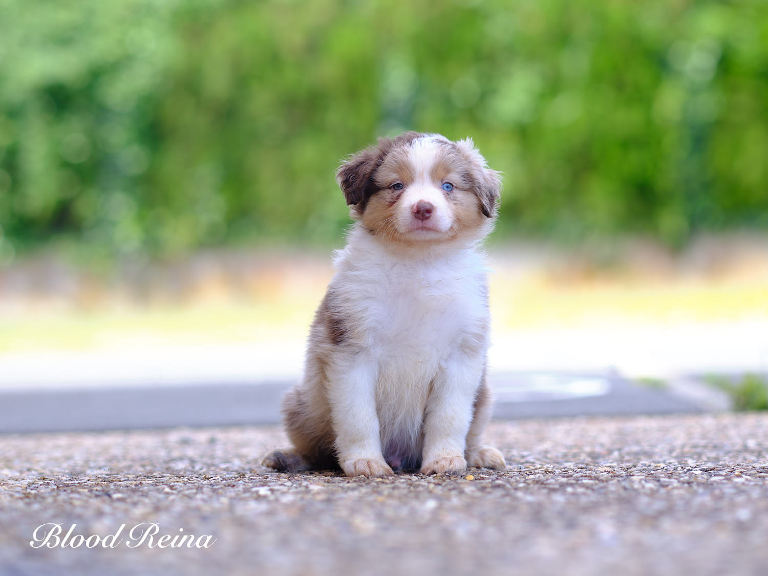 Buck, chiot Berger Américain Miniature