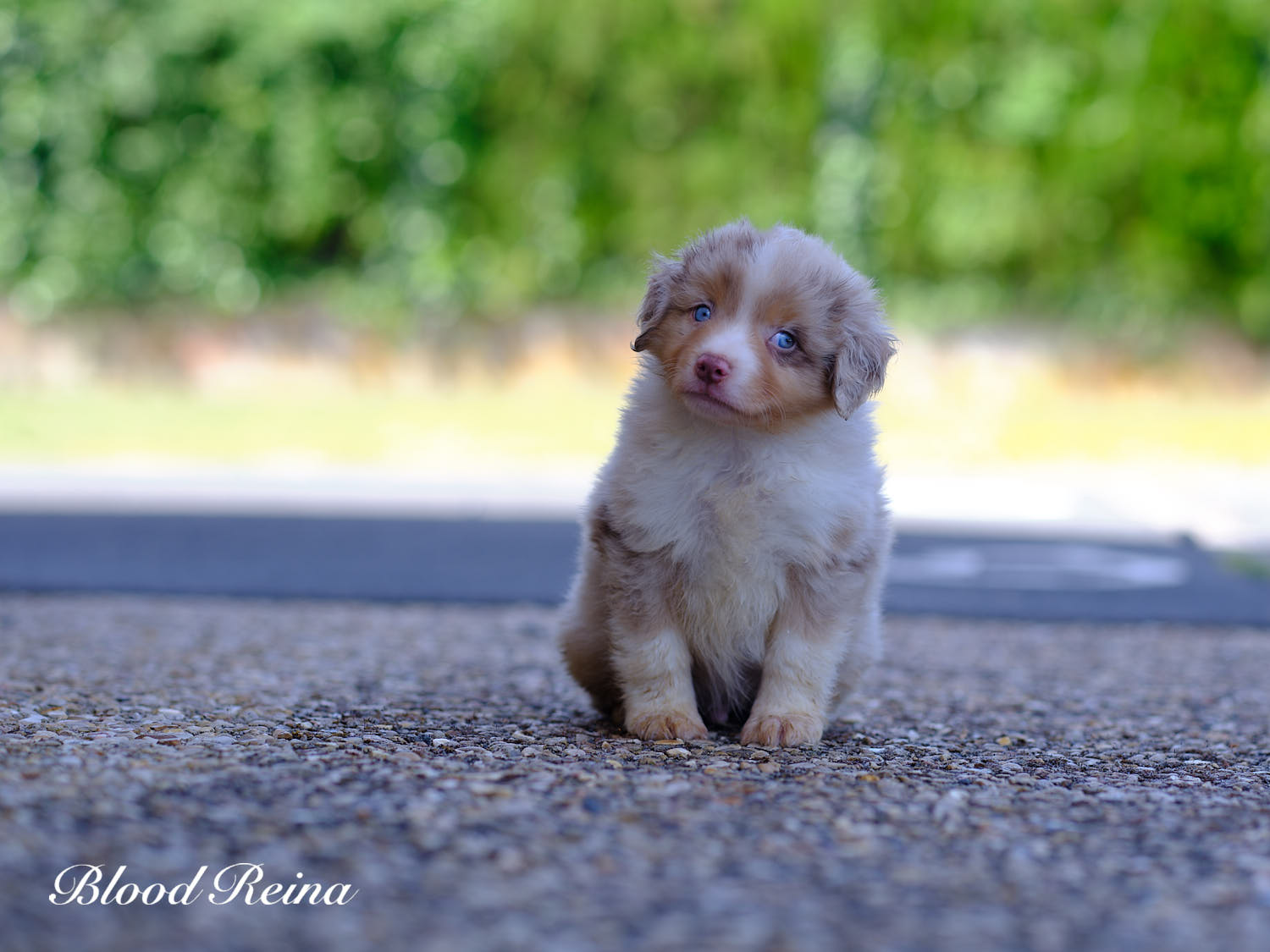 Bowie, chiot Berger Américain Miniature