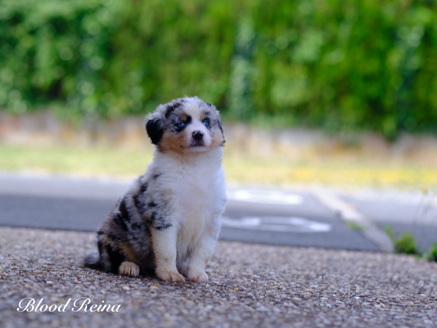 Bella, chiot Berger Américain Miniature