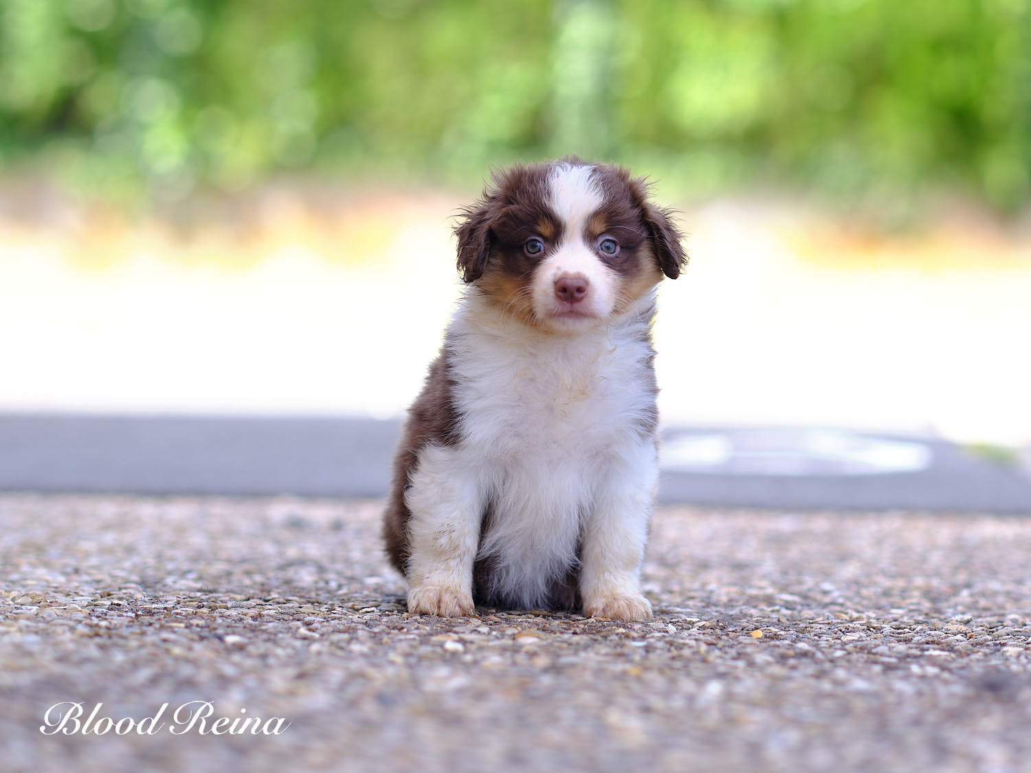 Bessie, chiot Berger Américain Miniature