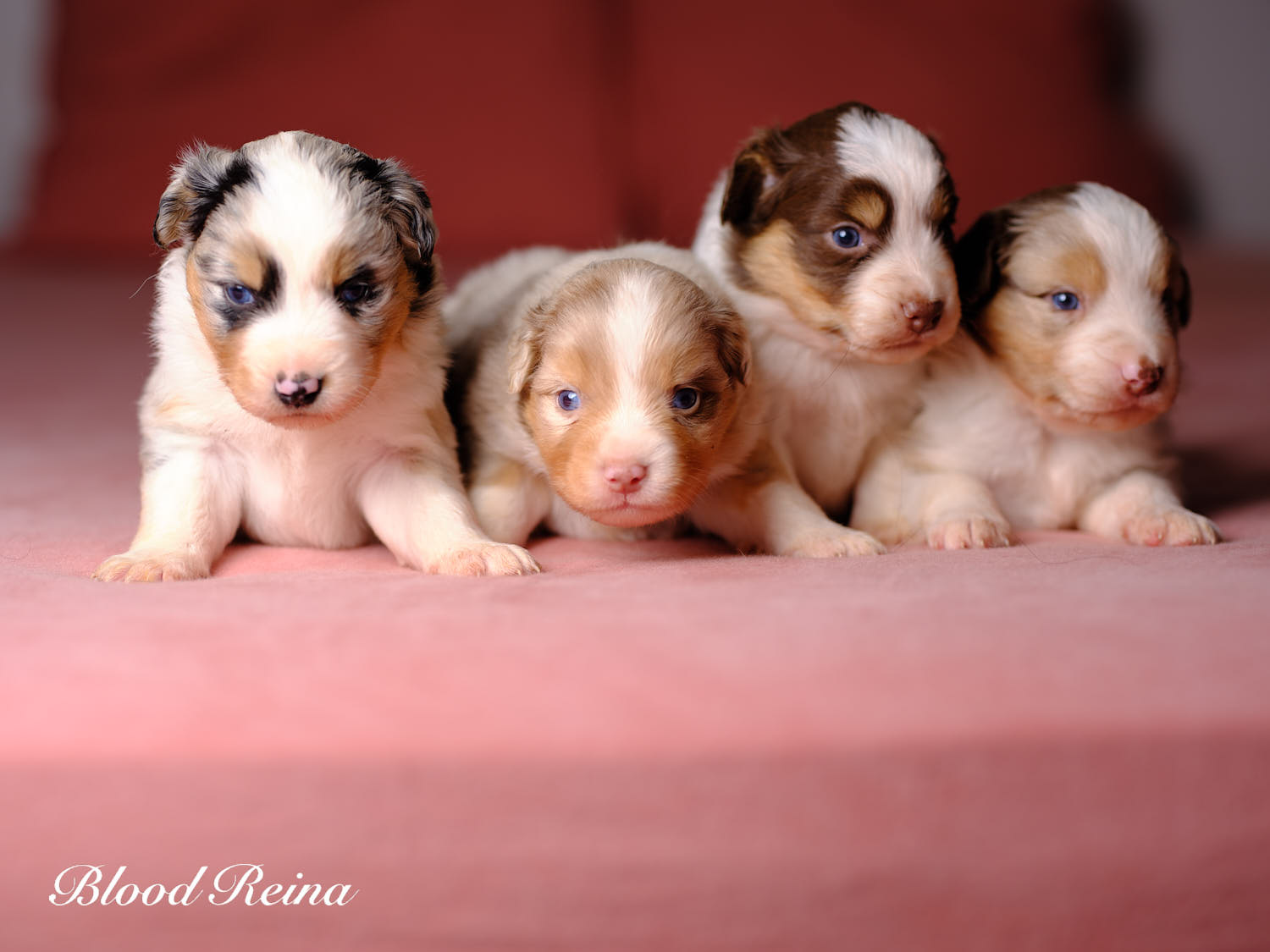 Photo de la portée - portée Utah X Milton - Berger Américain Miniature