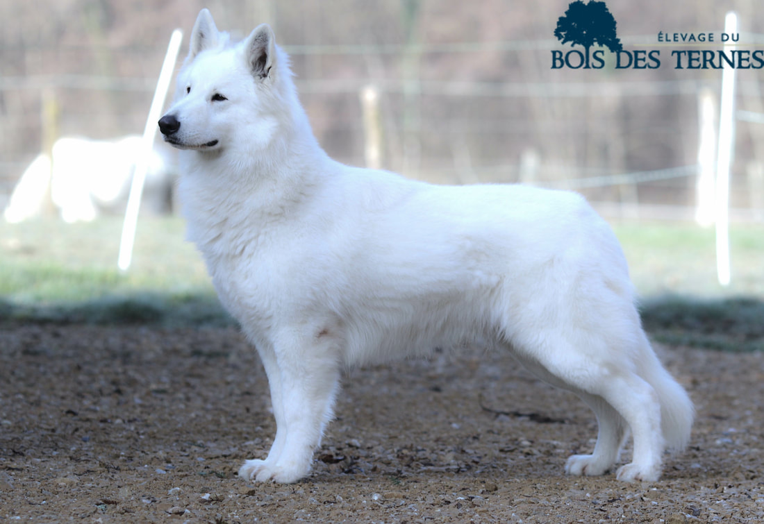 LOKI (No Contest Dit Loki du Bois des Ternes) — BBS Bloodreina