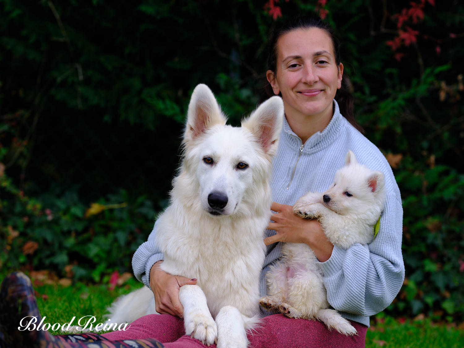 Maman MASCHA - portée MASCHA X LOKI (2026) - Berger Blanc Suisse