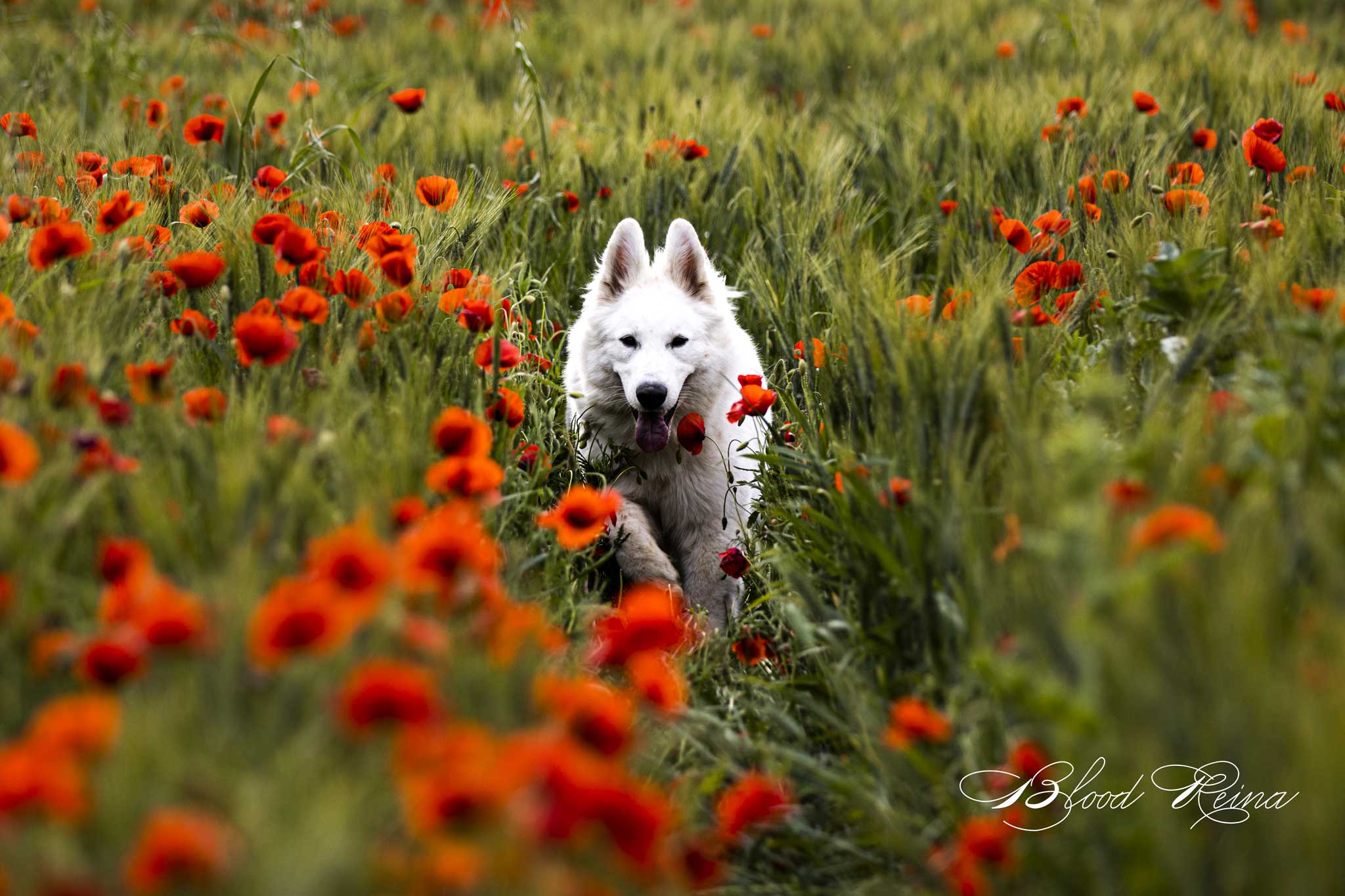 Maman UM-KA - portée Um-Ka X Loki 2026 - Berger Blanc Suisse